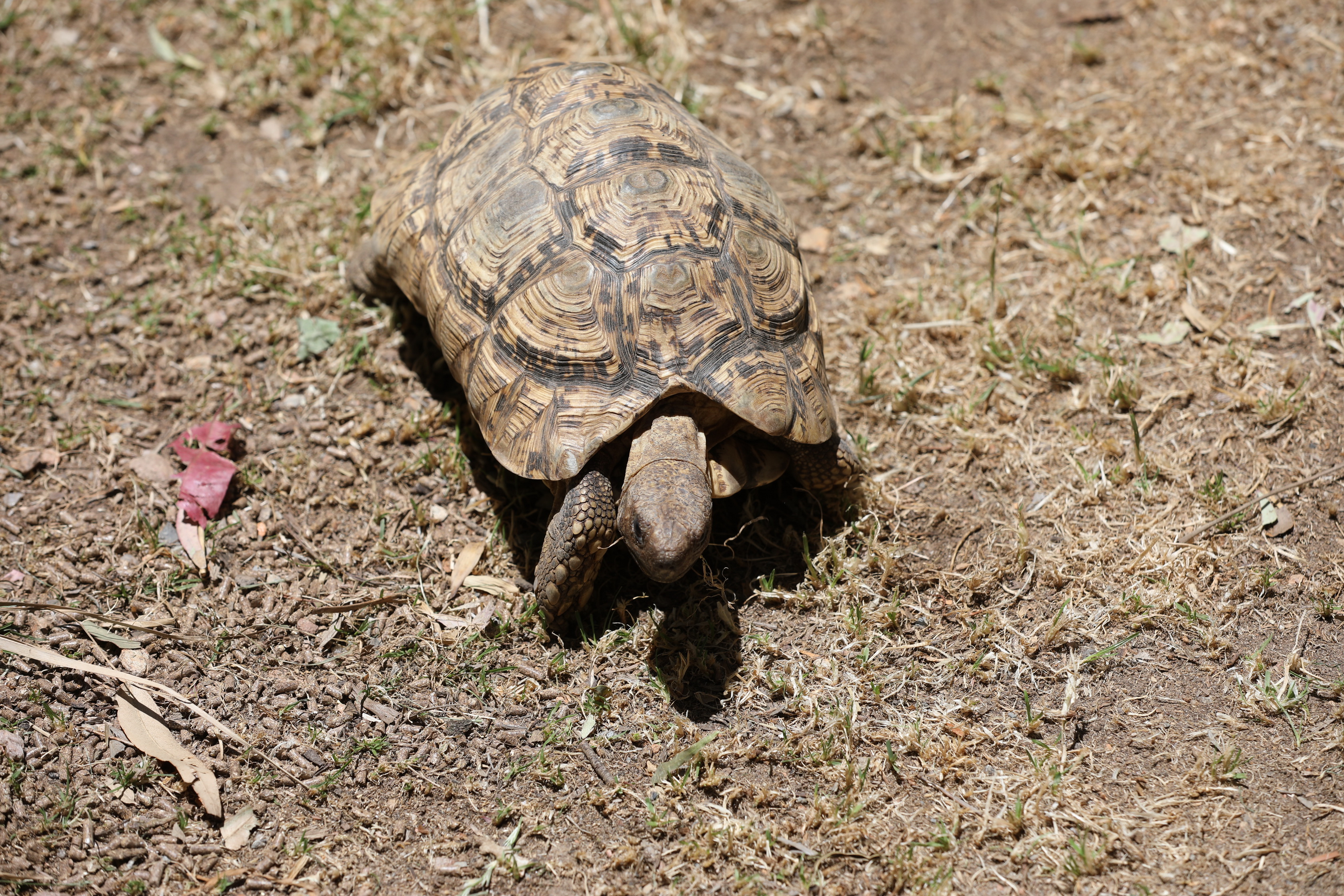 2019 11 22 13 49 37 Canon EOS 5D Mark IV 0011